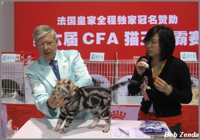 Bob & Silver of Cat Life, Best AB CH